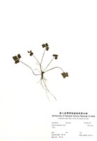 藏品(三葉山芹菜)的圖片